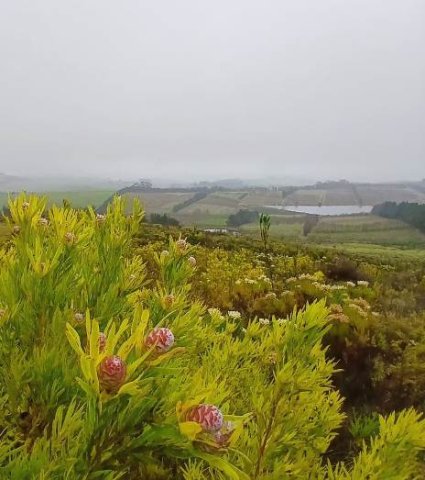 Fynbos for the future